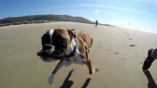 Two legs boxer dog